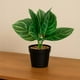 thumbnail image 2 of Planta Artificial Calathea 23x9 cm, 2 of 3