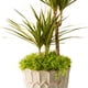 thumbnail image 3 of Musgo Español ProFlora 16 oz True Green para Arreglos, 3 of 3