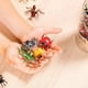 thumbnail image 2 of Set Juego de Figuras de Insectos, 2 of 3