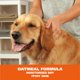 thumbnail image 5 of Shampoo en seco para mascotas Wahl Waterless No Rinse Avena 210 ml, 5 of 7
