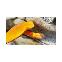 Micolor - Papel Brillante Textura Madera A4 220 G 50 Hojas