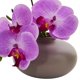 thumbnail image 3 of Arreglo artificial de orquídea Phalaenopsis casi natural, 7 cm, 3 of 6