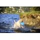 thumbnail image 2 of Juguete para perros Flying Disc ChuckIt! Paraflight, tamaño grande, naranja/azul, 2 of 4
