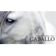 thumbnail image 2 of Enciclopedia Del Caballo (2023), 2 of 6
