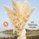 thumbnail image 3 of Ramo pampas secas 10 uds cola de zorro deco, 3 of 3