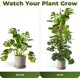 thumbnail image 5 of Soporte para Plantas Moss Pole Sproot 160 cm Flexible, 5 of 6