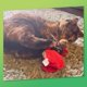 thumbnail image 5 of Juguete para gato KITTY KA-ZOOM Medusa y Cangrejo – Pack, 5 of 8