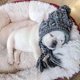 thumbnail image 3 of Gorro de punto de invierno para perro BBDDKEG, gris, talla L, 3 of 8