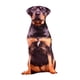 thumbnail image 1 of Animales Perro Patrón Felpa Cojín Cojín Lavable Estilo D, 1 of 5