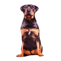 Bothyi - Animales Perro Patrón Felpa Cojín Cojín Lavable Estilo D