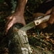 thumbnail image 5 of Sierra plegable OPINEL de 18 cm, acero al carbono, mango de madera de haya, 5 of 9