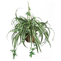 Nearly Natural - Cesta Colgante De Seda Para Plantas, Casi Natural, 6607, Color Verde Araña