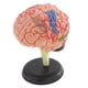 thumbnail image 1 of 4D Desarmó El Modelo De 32 Partes De La Anatomía Estructural Del Cerebro Humano Herramienta De Ense?anza, 1 of 3