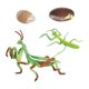 thumbnail image 3 of Naturaleza Plástico Ciclo De Vida De Mantis Crecimiento De Insectos Juguetes De Aprendizaje Juego De Roles, 3 of 5