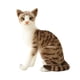 thumbnail image 5 of Encantador Animal De Peluche Cómodo Adornos Para El Hogar Gato Juguete De Peluche Para Adultos 35cm Gato Gris, 5 of 5