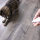 thumbnail image 3 of Juguete Láser para Gato SmartyKat Loco Laser a Pilas, 3 of 3
