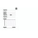 thumbnail image 3 of Cuaderno College cal vert 80h pen&gear, 3 of 8