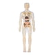 thumbnail image 4 of Aprendizaje Del Modelo De Cuerpo Humano Muestra Biología Humana Realista Para Los Grados 8+ Transparente, 4 of 5