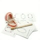 thumbnail image 1 of Montessori Tooth Model: Practical Life Material for Early Learning & Kindergarten Education, 1 of 2