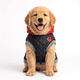 thumbnail image 1 of CHALECO ROJO PERROS Y GATOS- S, 1 of 3