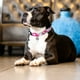 thumbnail image 4 of Collar Perro Smart ID Cherry Bloom, 4 of 4