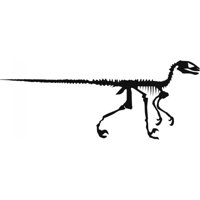 Rienda Libre Graphics - Decomural Velociraptor Skeleton Dinosaur Fossil Ws-17608