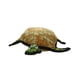 thumbnail image 1 of Juguete para perros ANSALDO PETS Tuffy Tortuga resistente, 1 of 5