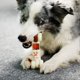 thumbnail image 2 of Juguete masticable para perros Tikaton Hammerbone, duradero para masticadores agresivos, 2 of 7