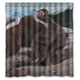 thumbnail image 1 of Cortina de ducha con bonito y encantador diseño de osito de peluche, juego de cortinas de baño con ganchos, tamaño 66 x 72 pulgadas, 1 of 3