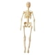 thumbnail image 1 of Human Body Model Display Education Tool Biología Humana Para La Educación En El Hogar 8+ Esqueleto, 1 of 5
