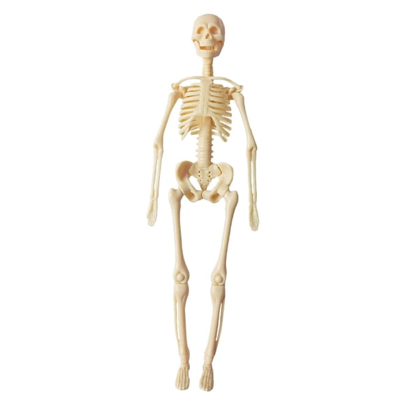 Human Body Model Display Education Tool Biología Humana Para La Educación En El Hogar 8+ Esqueleto