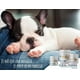thumbnail image 3 of Mamistop Leche Para Perros Sustituto Lacteo Canino 250 G, 3 of 5