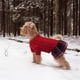thumbnail image 2 of Suéter para perros Suéteres elásticos para gatos Suéter cálido Abrigos para mascotas Ropa para perros gruesa con corbata Vestido de suéter de cuello de tortuga suave para mascotas Suéteres d, 2 of 3