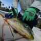thumbnail image 2 of Guante de pesca con pinza para filetes con forma de mono, resistente a cortes, 2 of 9