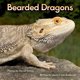 thumbnail image 1 of Libro AO Press Dragones Barbados Exploradores Junior de Animales, 1 of 1