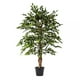 thumbnail image 1 of MINI FICUS 140 cm, 1 of 2