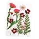 thumbnail image 4 of Flores Secas Prensadas Hojas Reales Para Manualidades De Resina De Joyería DIY Rojo, 4 of 5