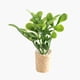 thumbnail image 5 of Plantas De Casa De Muñecas En Miniatura Modelo De Paisaje Estático En Maceta Suculentas Artificiales Estilo A, 5 of 5