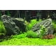 thumbnail image 5 of Seachem Flourish Excel 100 ml - Tratamiento de Agua, 5 of 5