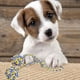 thumbnail image 2 of Set 3 Juguete De Mascota Cuerda Mordillo Perros Lau, 2 of 3
