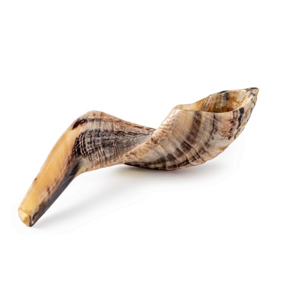 Shofar de carnero Yomtov Shalom Ram 9-11" Kosher Israel