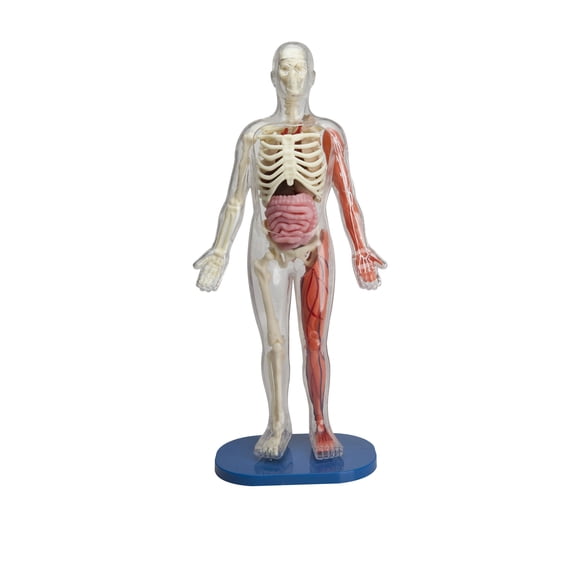 Juguete educativo SmartLab Toys Squishy Human Body con 21 piezas