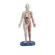 thumbnail image 1 of Juguete educativo SmartLab Toys Squishy Human Body con 21 piezas, 1 of 7