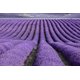 thumbnail image 4 of Cogollos de lavanda secos TooGet Fragrant Ultra Blue Grade 500 g, 4 of 5