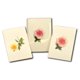 thumbnail image 4 of Set de 8 tarjetas de notas Earth Sky + Water – surtido de rosas, 4 of 4