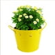 thumbnail image 1 of Balde de latón amarillo con gemas, 1 of 2