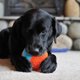 thumbnail image 2 of Juguete para perros Chuckit! Coctelera Fetch para interiores, 19 cm, naranja y azul, 2 of 6