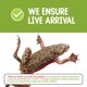 thumbnail image 2 of Kit inicial de rana enana africana Nature Gift Store, 2 of 5