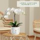 thumbnail image 4 of Orchid Pots Thriving Thriving Thicket, juego de 2 unidades de cerámica blanca de 13 cm a 15 cm, 4 of 4