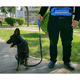 thumbnail image 3 of Correa cinturón para correr con tu perro running Rosa, 3 of 3